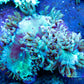 Elegance Coral- LPS- QLD Purple Tip Elegance Coral Elegance Coral- LPS- QLD Purple Tip Elegance Coral Decor Elegance Coral- LPS- QLD Purple Tip Elegance Coral Zeo Box Reef