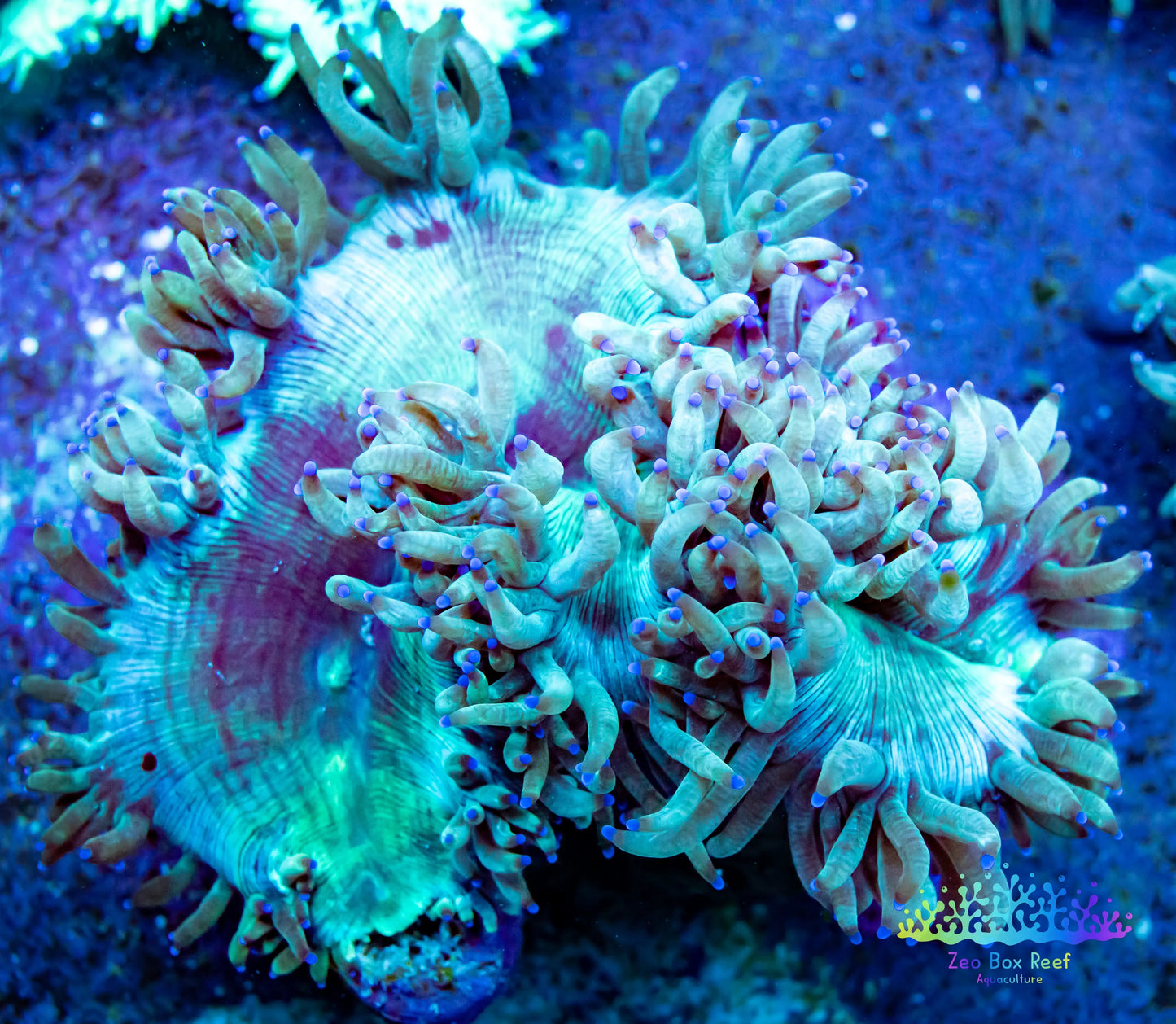 Elegance Coral- LPS- QLD Purple Tip Elegance Coral Elegance Coral- LPS- QLD Purple Tip Elegance Coral Decor Elegance Coral- LPS- QLD Purple Tip Elegance Coral Zeo Box Reef