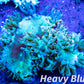 Elegance Coral- LPS- QLD Purple Tip Elegance Coral Elegance Coral- LPS- QLD Purple Tip Elegance Coral Decor Elegance Coral- LPS- QLD Purple Tip Elegance Coral Zeo Box Reef