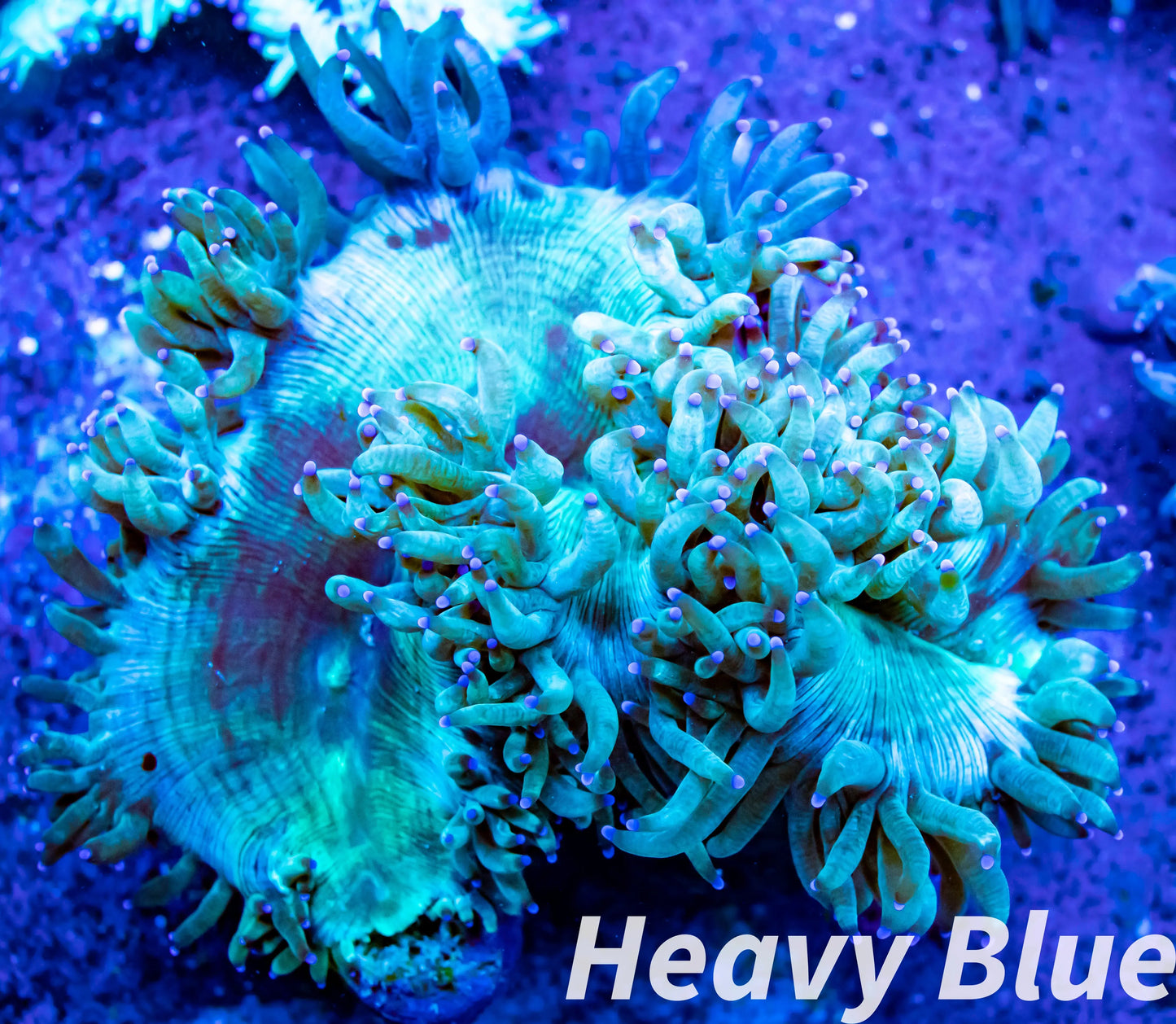 Elegance Coral- LPS- QLD Purple Tip Elegance Coral Elegance Coral- LPS- QLD Purple Tip Elegance Coral Decor Elegance Coral- LPS- QLD Purple Tip Elegance Coral Zeo Box Reef