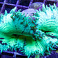 Elegance Coral- LPS- QLD Ultra WYSIWYG Elegance Coral 6cm Elegance Coral- LPS- QLD Ultra WYSIWYG Elegance Coral 6cm Aquarium Decor Elegance Coral- LPS- QLD Ultra WYSIWYG Elegance Coral 6cm Zeo Box Reef