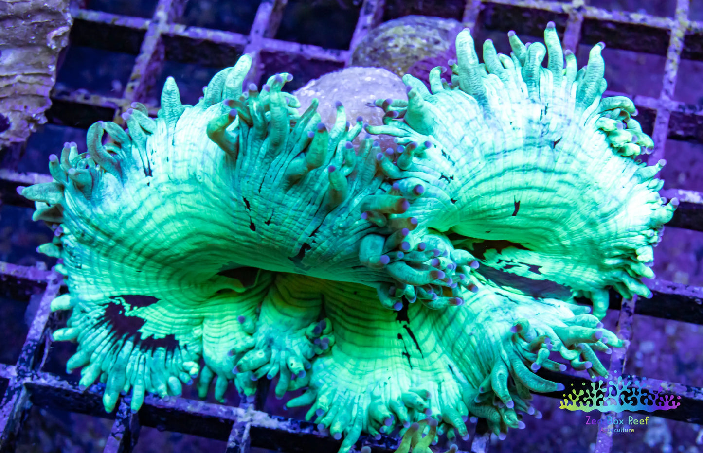 Elegance Coral- LPS- QLD Ultra WYSIWYG Elegance Coral 6cm Elegance Coral- LPS- QLD Ultra WYSIWYG Elegance Coral 6cm Aquarium Decor Elegance Coral- LPS- QLD Ultra WYSIWYG Elegance Coral 6cm Zeo Box Reef