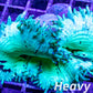 Elegance Coral- LPS- QLD Ultra WYSIWYG Elegance Coral 6cm Elegance Coral- LPS- QLD Ultra WYSIWYG Elegance Coral 6cm Aquarium Decor Elegance Coral- LPS- QLD Ultra WYSIWYG Elegance Coral 6cm Zeo Box Reef