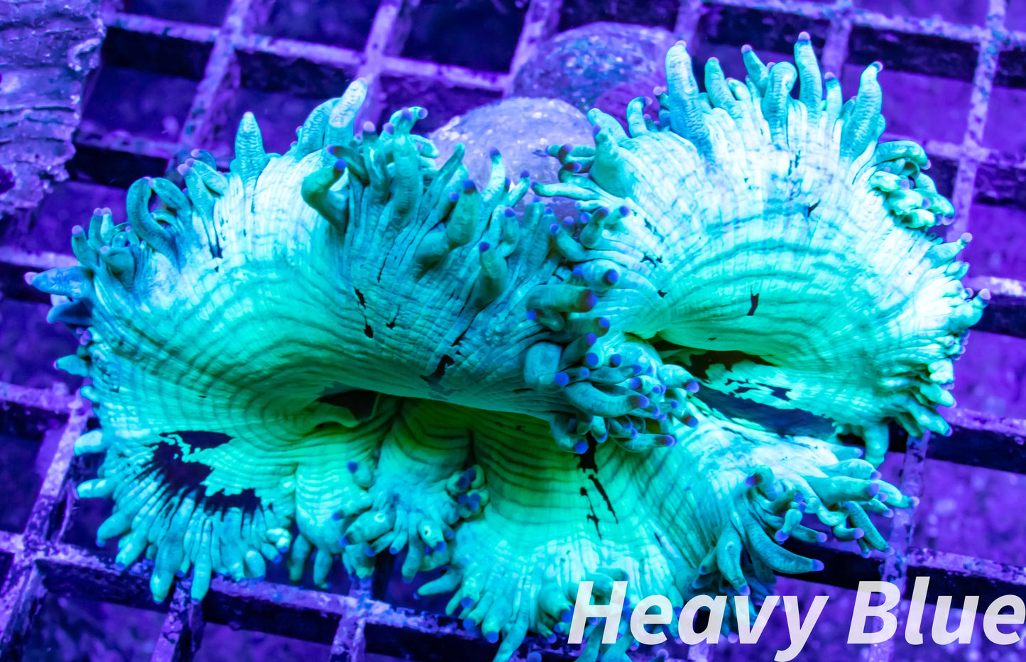 Elegance Coral- LPS- QLD Ultra WYSIWYG Elegance Coral 6cm Elegance Coral- LPS- QLD Ultra WYSIWYG Elegance Coral 6cm Aquarium Decor Elegance Coral- LPS- QLD Ultra WYSIWYG Elegance Coral 6cm Zeo Box Reef