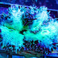 Elegance Coral- LPS- QLD Ultra WYSIWYG Elegance Coral 6cm Elegance Coral- LPS- QLD Ultra WYSIWYG Elegance Coral 6cm Aquarium Decor Elegance Coral- LPS- QLD Ultra WYSIWYG Elegance Coral 6cm Zeo Box Reef