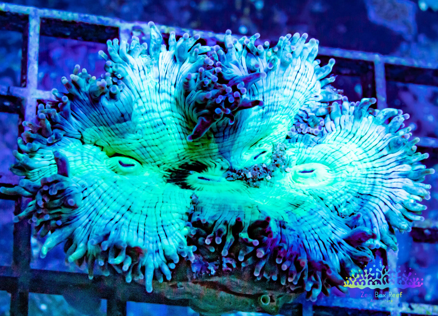 Elegance Coral- LPS- QLD Ultra WYSIWYG Elegance Coral 6cm Elegance Coral- LPS- QLD Ultra WYSIWYG Elegance Coral 6cm Aquarium Decor Elegance Coral- LPS- QLD Ultra WYSIWYG Elegance Coral 6cm Zeo Box Reef
