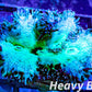 Elegance Coral- LPS- QLD Ultra WYSIWYG Elegance Coral 6cm Elegance Coral- LPS- QLD Ultra WYSIWYG Elegance Coral 6cm Aquarium Decor Elegance Coral- LPS- QLD Ultra WYSIWYG Elegance Coral 6cm Zeo Box Reef