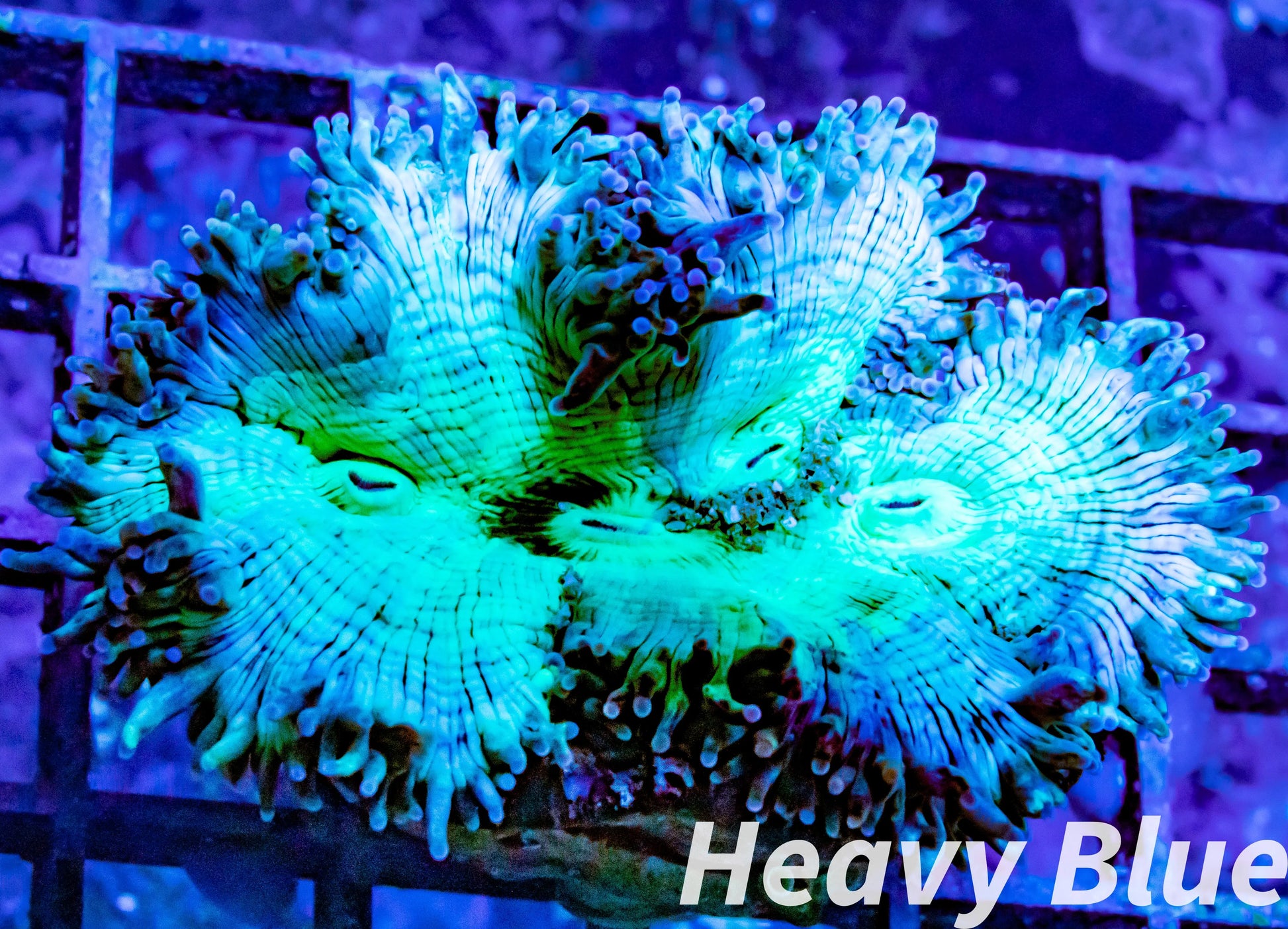 Elegance Coral- LPS- QLD Ultra WYSIWYG Elegance Coral 6cm Elegance Coral- LPS- QLD Ultra WYSIWYG Elegance Coral 6cm Aquarium Decor Elegance Coral- LPS- QLD Ultra WYSIWYG Elegance Coral 6cm Zeo Box Reef