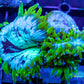 Elegance Coral- LPS- QLD WYSIWYG Elegance Coral Elegance Coral- LPS- QLD WYSIWYG Elegance Coral  Elegance Coral- LPS- QLD WYSIWYG Elegance Coral Zeo Box Reef