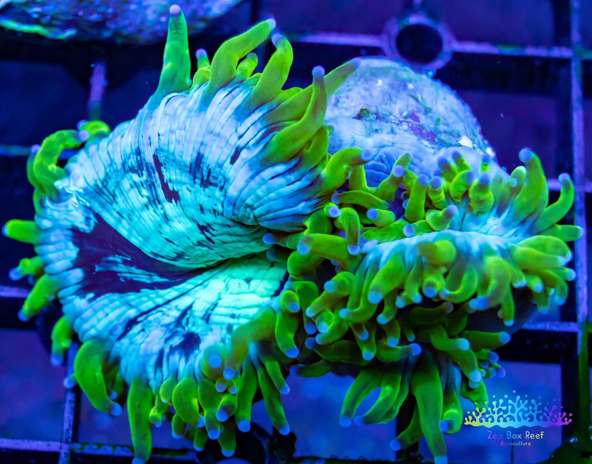 Elegance Coral- LPS- QLD WYSIWYG Elegance Coral Elegance Coral- LPS- QLD WYSIWYG Elegance Coral  Elegance Coral- LPS- QLD WYSIWYG Elegance Coral Zeo Box Reef