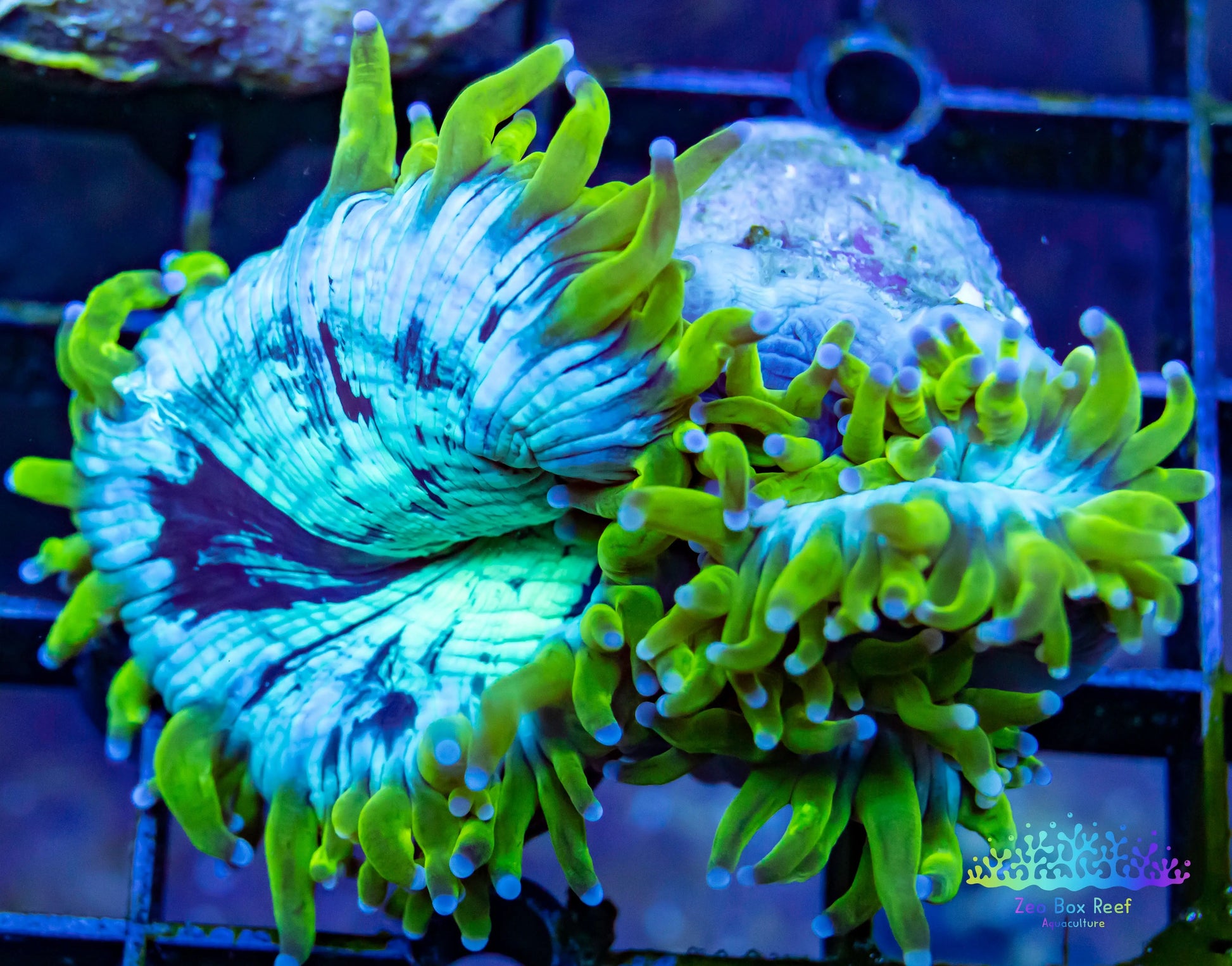 Elegance Coral- LPS- QLD WYSIWYG Elegance Coral Elegance Coral- LPS- QLD WYSIWYG Elegance Coral  Elegance Coral- LPS- QLD WYSIWYG Elegance Coral Zeo Box Reef