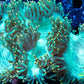 Elegance Coral- LPS- Ultra Gold Tip Elegance Coral 12cm WYSIWYG Elegance Coral- LPS- Ultra Gold Tip Elegance Coral 12cm WYSIWYG Decor Elegance Coral- LPS- Ultra Gold Tip Elegance Coral 12cm WYSIWYG Zeo Box Reef