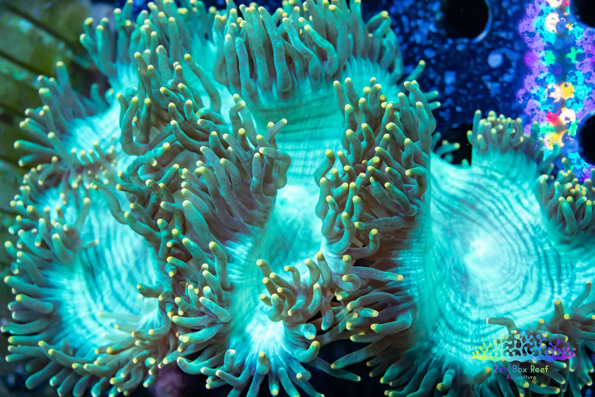 Elegance Coral- LPS- Ultra Gold Tip Elegance Coral 12cm WYSIWYG Elegance Coral- LPS- Ultra Gold Tip Elegance Coral 12cm WYSIWYG Decor Elegance Coral- LPS- Ultra Gold Tip Elegance Coral 12cm WYSIWYG Zeo Box Reef
