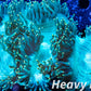 Elegance Coral- LPS- Ultra Gold Tip Elegance Coral 12cm WYSIWYG Elegance Coral- LPS- Ultra Gold Tip Elegance Coral 12cm WYSIWYG Decor Elegance Coral- LPS- Ultra Gold Tip Elegance Coral 12cm WYSIWYG Zeo Box Reef