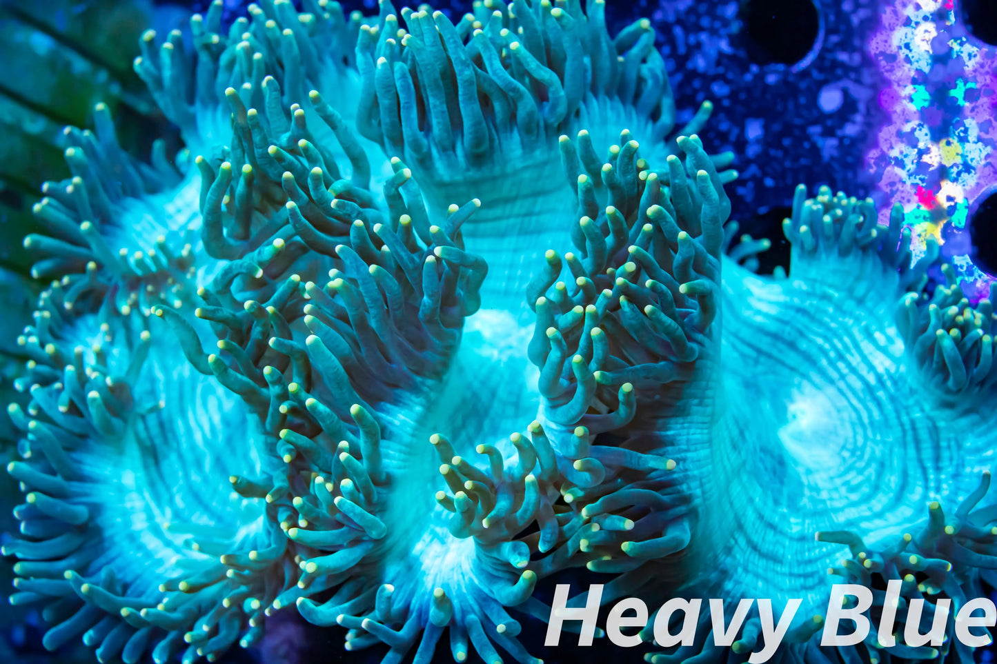 Elegance Coral- LPS- Ultra Gold Tip Elegance Coral 12cm WYSIWYG Elegance Coral- LPS- Ultra Gold Tip Elegance Coral 12cm WYSIWYG Decor Elegance Coral- LPS- Ultra Gold Tip Elegance Coral 12cm WYSIWYG Zeo Box Reef