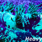 Elegance Coral- LPS- Ultra Purple Tip  QLD Elegance Coral 8cm Elegance Coral- LPS- Ultra Purple Tip  QLD Elegance Coral 8cm Aquarium Decor Elegance Coral- LPS- Ultra Purple Tip  QLD Elegance Coral 8cm Zeo Box Reef