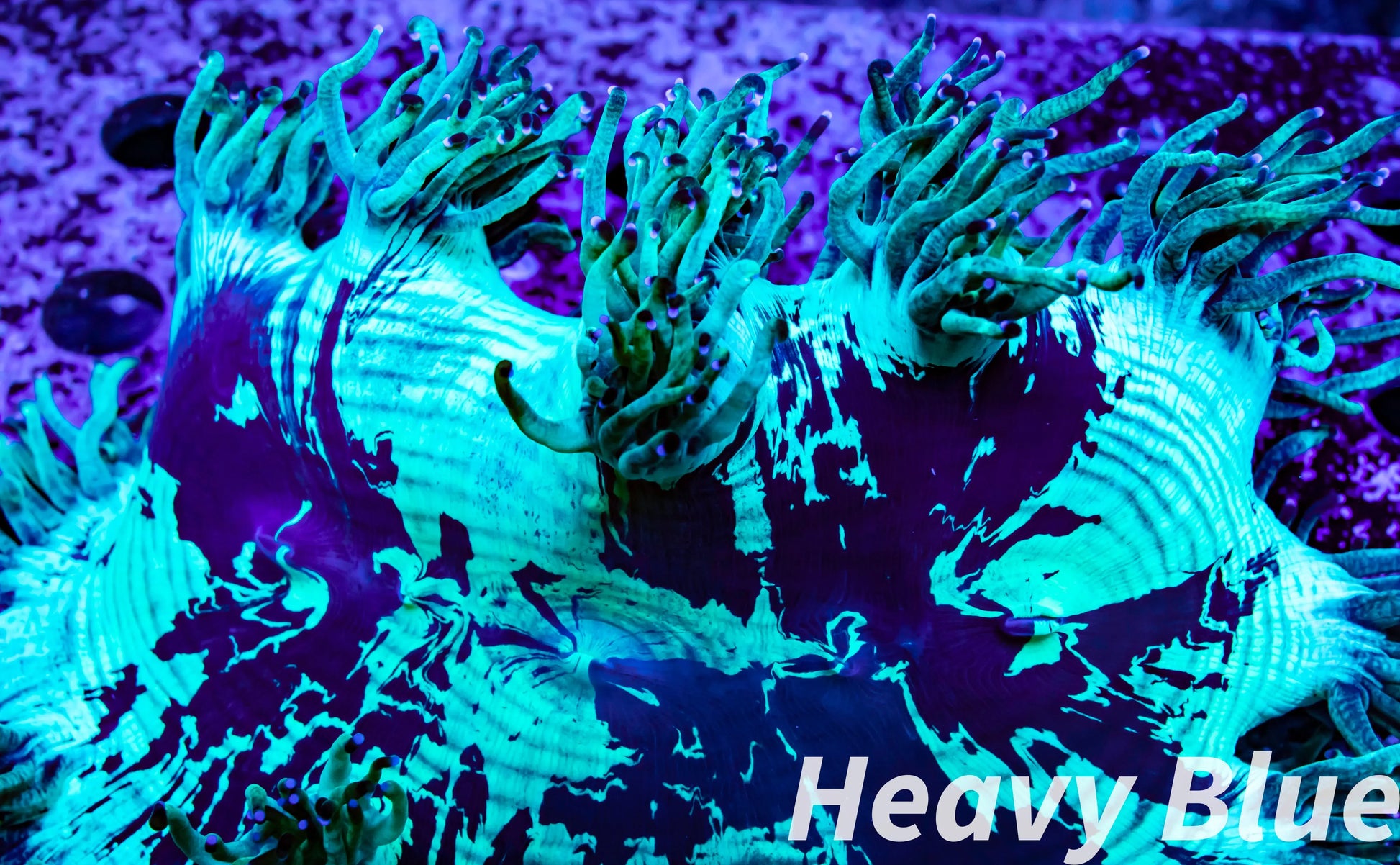 Elegance Coral- LPS- Ultra Purple Tip  QLD Elegance Coral 8cm Elegance Coral- LPS- Ultra Purple Tip  QLD Elegance Coral 8cm Aquarium Decor Elegance Coral- LPS- Ultra Purple Tip  QLD Elegance Coral 8cm Zeo Box Reef