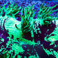 Elegance Coral- LPS- Ultra Purple Tip  QLD Elegance Coral 8cm Elegance Coral- LPS- Ultra Purple Tip  QLD Elegance Coral 8cm Aquarium Decor Elegance Coral- LPS- Ultra Purple Tip  QLD Elegance Coral 8cm Zeo Box Reef