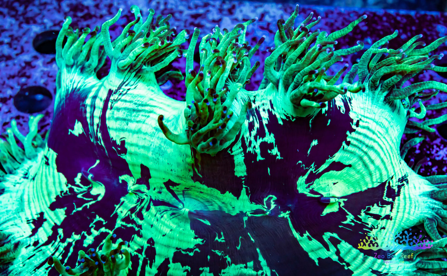 Elegance Coral- LPS- Ultra Purple Tip  QLD Elegance Coral 8cm Elegance Coral- LPS- Ultra Purple Tip  QLD Elegance Coral 8cm Aquarium Decor Elegance Coral- LPS- Ultra Purple Tip  QLD Elegance Coral 8cm Zeo Box Reef