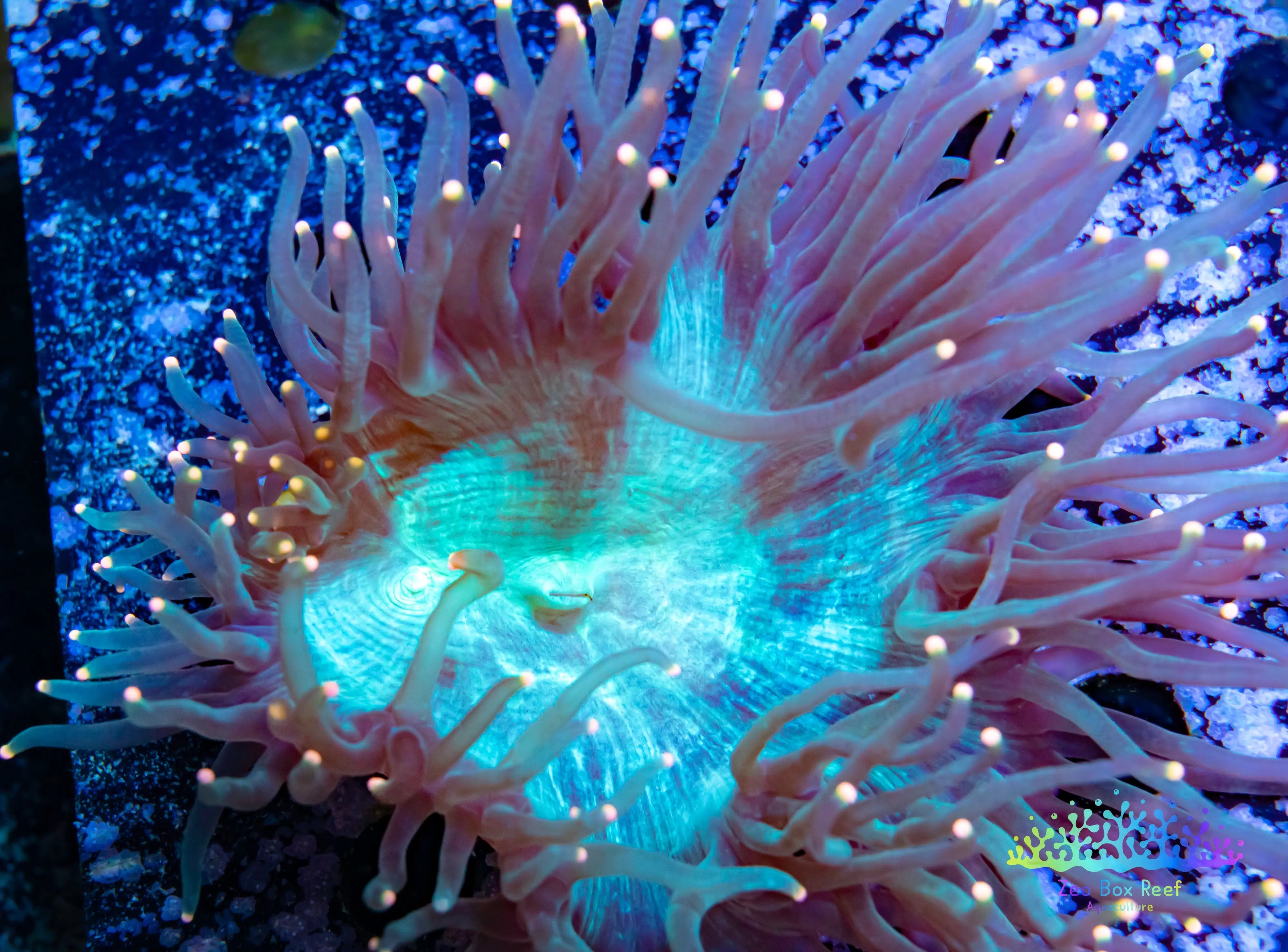 Elegance Coral- LPS- Yellow Tip Elegance Coral 15cm WYSIWYG – Zeo Box ...