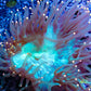 Elegance Coral- LPS- Yellow Tip Elegance Coral 5cm WYSIWYG Elegance Coral- LPS- Yellow Tip Elegance Coral 5cm WYSIWYG Aquarium Decor Elegance Coral- LPS- Yellow Tip Elegance Coral 5cm WYSIWYG Zeo Box Reef