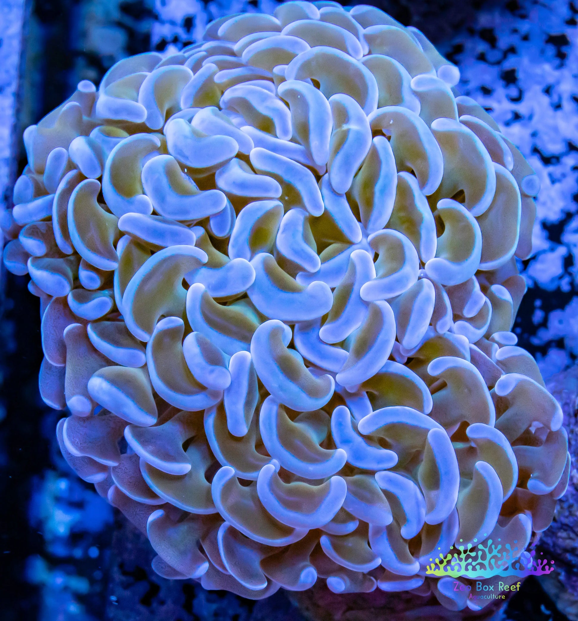 Euphyllia Ancora Coral- LPS-  Hammer WYSIWYG 6cm Euphyllia Ancora Coral- LPS-  Hammer WYSIWYG 6cm Aquarium Decor Euphyllia Ancora Coral- LPS-  Hammer WYSIWYG 6cm Zeo Box Reef