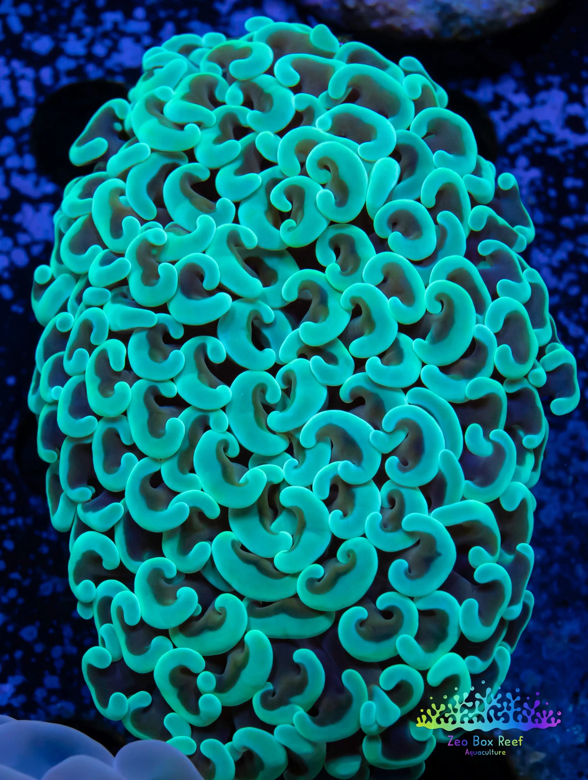 Euphyllia Ancora Coral- LPS - Mint  Green Hammer Coral WYSIWY 5cm Euphyllia Ancora Coral- LPS - Mint  Green Hammer Coral WYSIWY 5cm Animals & Pet Supplies Euphyllia Ancora Coral- LPS - Mint  Green Hammer Coral WYSIWY 5cm Zeo Box Reef