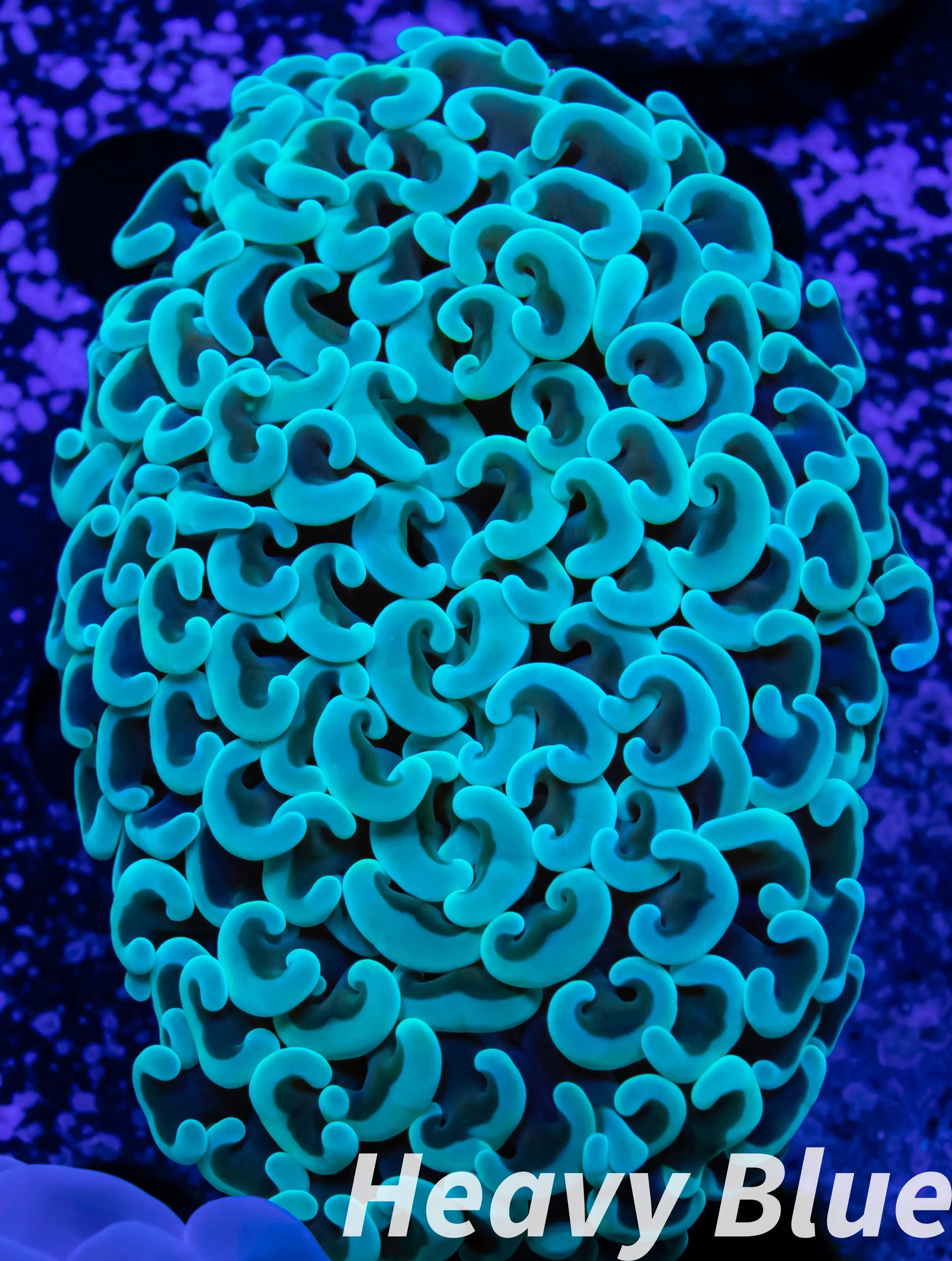 Euphyllia Ancora Coral- LPS - Mint  Green Hammer Coral WYSIWY 5cm Euphyllia Ancora Coral- LPS - Mint  Green Hammer Coral WYSIWY 5cm Animals & Pet Supplies Euphyllia Ancora Coral- LPS - Mint  Green Hammer Coral WYSIWY 5cm Zeo Box Reef