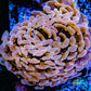 Euphyllia Ancora Coral- LPS - QLD Copper Jelly Bean Hammer Coral WYSIWYG 8cm Euphyllia Ancora Coral- LPS - QLD Copper Jelly Bean Hammer Coral WYSIWYG 8cm Animals & Pet Supplies Euphyllia Ancora Coral- LPS - QLD Copper Jelly Bean Hammer Coral WYSIWYG 8cm Zeo Box Reef