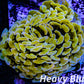 Euphyllia Ancora Coral- LPS - QLD Copper Jelly Bean Hammer Coral WYSIWYG 8cm Euphyllia Ancora Coral- LPS - QLD Copper Jelly Bean Hammer Coral WYSIWYG 8cm Animals & Pet Supplies Euphyllia Ancora Coral- LPS - QLD Copper Jelly Bean Hammer Coral WYSIWYG 8cm Zeo Box Reef