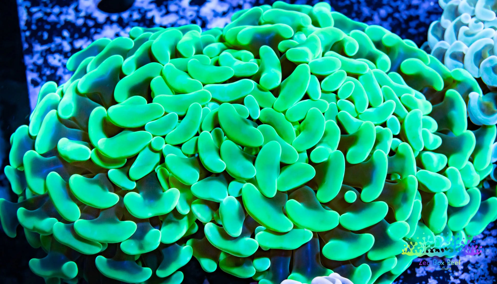 Euphyllia Ancora Coral- LPS - QLD Jade Jelly Bean Hammer Coral WYSIWYG 11cm Euphyllia Ancora Coral- LPS - QLD Jade Jelly Bean Hammer Coral WYSIWYG 11cm Animals & Pet Supplies Euphyllia Ancora Coral- LPS - QLD Jade Jelly Bean Hammer Coral WYSIWYG 11cm Zeo Box Reef