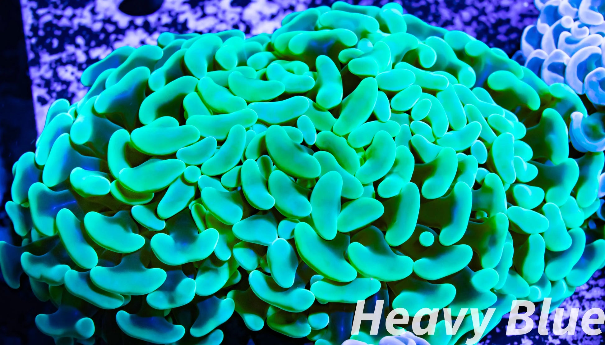 Euphyllia Ancora Coral- LPS - QLD Jade Jelly Bean Hammer Coral WYSIWYG 11cm Euphyllia Ancora Coral- LPS - QLD Jade Jelly Bean Hammer Coral WYSIWYG 11cm Animals & Pet Supplies Euphyllia Ancora Coral- LPS - QLD Jade Jelly Bean Hammer Coral WYSIWYG 11cm Zeo Box Reef