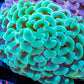 Euphyllia Ancora Coral- LPS - QLD Jelly Bean Hammer Coral WYSIWYG 7cm Euphyllia Ancora Coral- LPS - QLD Jelly Bean Hammer Coral WYSIWYG 7cm Animals & Pet Supplies Euphyllia Ancora Coral- LPS - QLD Jelly Bean Hammer Coral WYSIWYG 7cm Zeo Box Reef