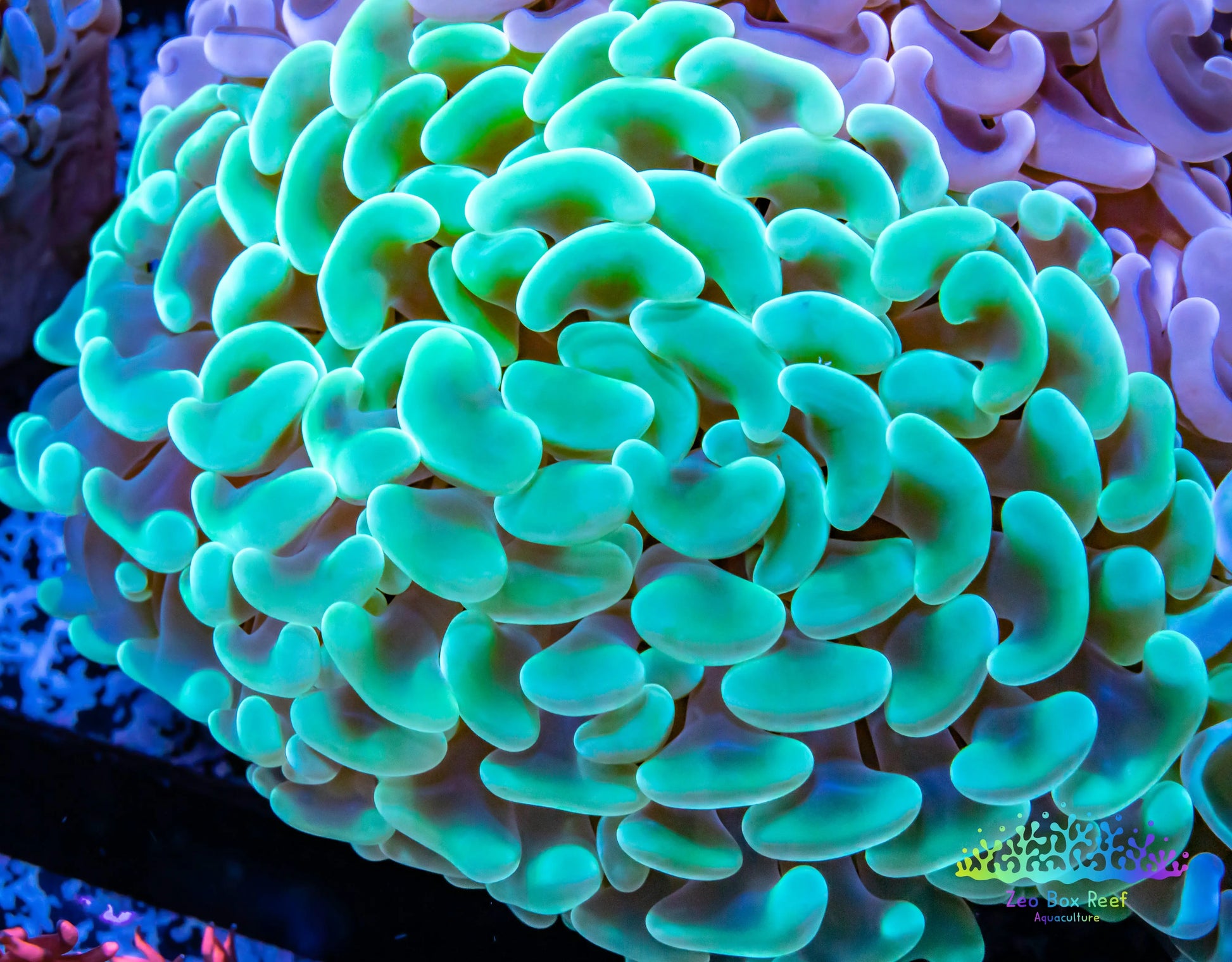 Euphyllia Ancora Coral- LPS - QLD Jelly Bean Hammer Coral WYSIWYG 7cm Euphyllia Ancora Coral- LPS - QLD Jelly Bean Hammer Coral WYSIWYG 7cm Animals & Pet Supplies Euphyllia Ancora Coral- LPS - QLD Jelly Bean Hammer Coral WYSIWYG 7cm Zeo Box Reef