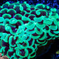 Euphyllia Ancora Coral- LPS - QLD Lime  Green Hammer Coral WYSIWYG 5cm Euphyllia Ancora Coral- LPS - QLD Lime  Green Hammer Coral WYSIWYG 5cm Animals & Pet Supplies Euphyllia Ancora Coral- LPS - QLD Lime  Green Hammer Coral WYSIWYG 5cm Zeo Box Reef