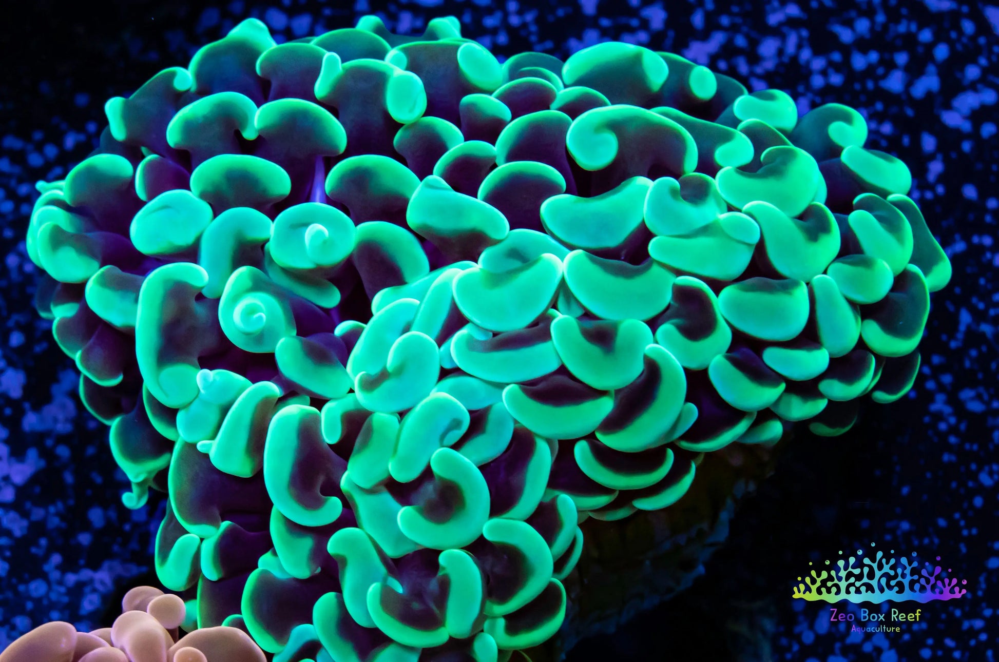 Euphyllia Ancora Coral- LPS - QLD Lime  Green Hammer Coral WYSIWYG 5cm Euphyllia Ancora Coral- LPS - QLD Lime  Green Hammer Coral WYSIWYG 5cm Animals & Pet Supplies Euphyllia Ancora Coral- LPS - QLD Lime  Green Hammer Coral WYSIWYG 5cm Zeo Box Reef