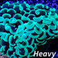 Euphyllia Ancora Coral- LPS - QLD Lime  Green Hammer Coral WYSIWYG 5cm Euphyllia Ancora Coral- LPS - QLD Lime  Green Hammer Coral WYSIWYG 5cm Animals & Pet Supplies Euphyllia Ancora Coral- LPS - QLD Lime  Green Hammer Coral WYSIWYG 5cm Zeo Box Reef