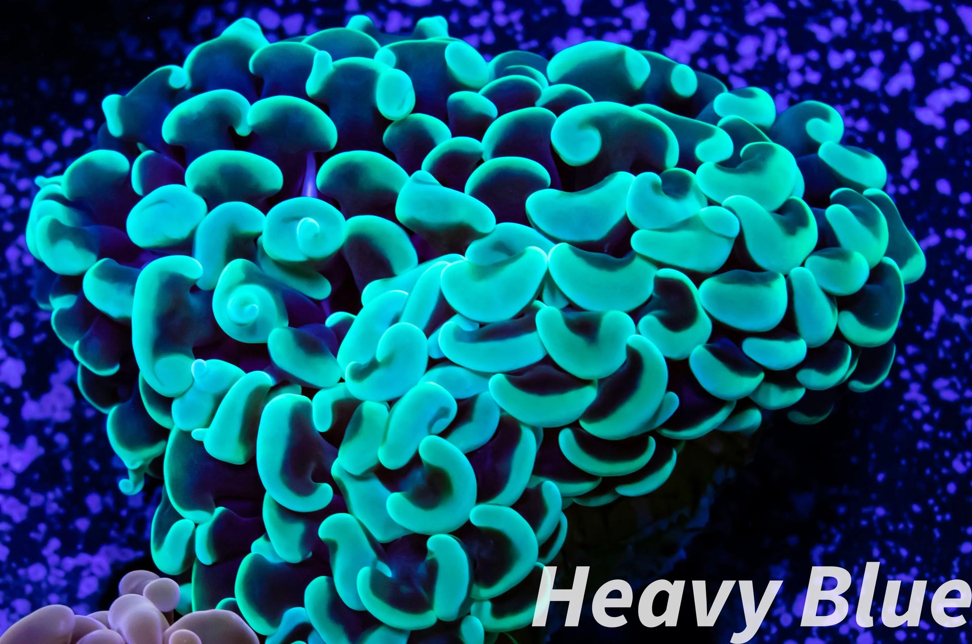 Euphyllia Ancora Coral- LPS - QLD Lime  Green Hammer Coral WYSIWYG 5cm Euphyllia Ancora Coral- LPS - QLD Lime  Green Hammer Coral WYSIWYG 5cm Animals & Pet Supplies Euphyllia Ancora Coral- LPS - QLD Lime  Green Hammer Coral WYSIWYG 5cm Zeo Box Reef