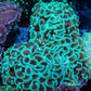 Euphyllia Ancora Coral- LPS - QLD Mint Green  Hammer Coral WYSIWYG 8cm Euphyllia Ancora Coral- LPS - QLD Mint Green  Hammer Coral WYSIWYG 8cm Animals & Pet Supplies Euphyllia Ancora Coral- LPS - QLD Mint Green  Hammer Coral WYSIWYG 8cm Zeo Box Reef