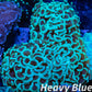 Euphyllia Ancora Coral- LPS - QLD Mint Green  Hammer Coral WYSIWYG 8cm Euphyllia Ancora Coral- LPS - QLD Mint Green  Hammer Coral WYSIWYG 8cm Animals & Pet Supplies Euphyllia Ancora Coral- LPS - QLD Mint Green  Hammer Coral WYSIWYG 8cm Zeo Box Reef