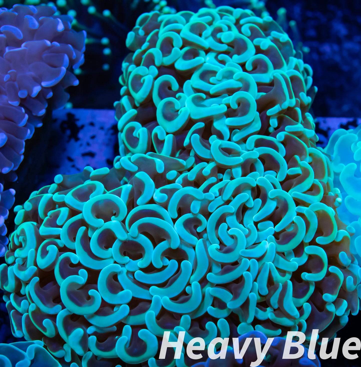 Euphyllia Ancora Coral- LPS - QLD Mint Green  Hammer Coral WYSIWYG 8cm Euphyllia Ancora Coral- LPS - QLD Mint Green  Hammer Coral WYSIWYG 8cm Animals & Pet Supplies Euphyllia Ancora Coral- LPS - QLD Mint Green  Hammer Coral WYSIWYG 8cm Zeo Box Reef