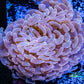 Euphyllia Ancora Coral- LPS - QLD Pink Jelly Bean Hammer Coral WYSIWYG 8cm Euphyllia Ancora Coral- LPS - QLD Pink Jelly Bean Hammer Coral WYSIWYG 8cm Animals & Pet Supplies Euphyllia Ancora Coral- LPS - QLD Pink Jelly Bean Hammer Coral WYSIWYG 8cm Zeo Box Reef