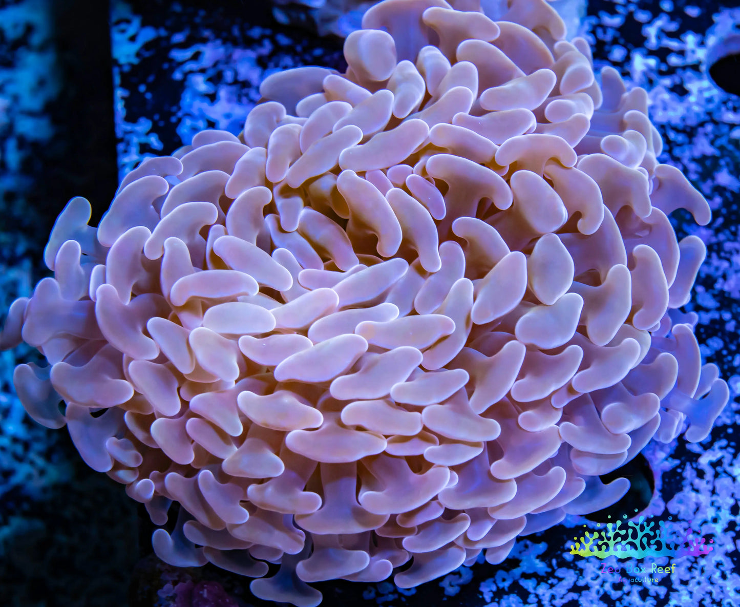 Euphyllia Ancora Coral- LPS - QLD Pink Jelly Bean Hammer Coral WYSIWYG 8cm Euphyllia Ancora Coral- LPS - QLD Pink Jelly Bean Hammer Coral WYSIWYG 8cm Animals & Pet Supplies Euphyllia Ancora Coral- LPS - QLD Pink Jelly Bean Hammer Coral WYSIWYG 8cm Zeo Box Reef