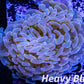 Euphyllia Ancora Coral- LPS - QLD Pink Jelly Bean Hammer Coral WYSIWYG 8cm Euphyllia Ancora Coral- LPS - QLD Pink Jelly Bean Hammer Coral WYSIWYG 8cm Animals & Pet Supplies Euphyllia Ancora Coral- LPS - QLD Pink Jelly Bean Hammer Coral WYSIWYG 8cm Zeo Box Reef