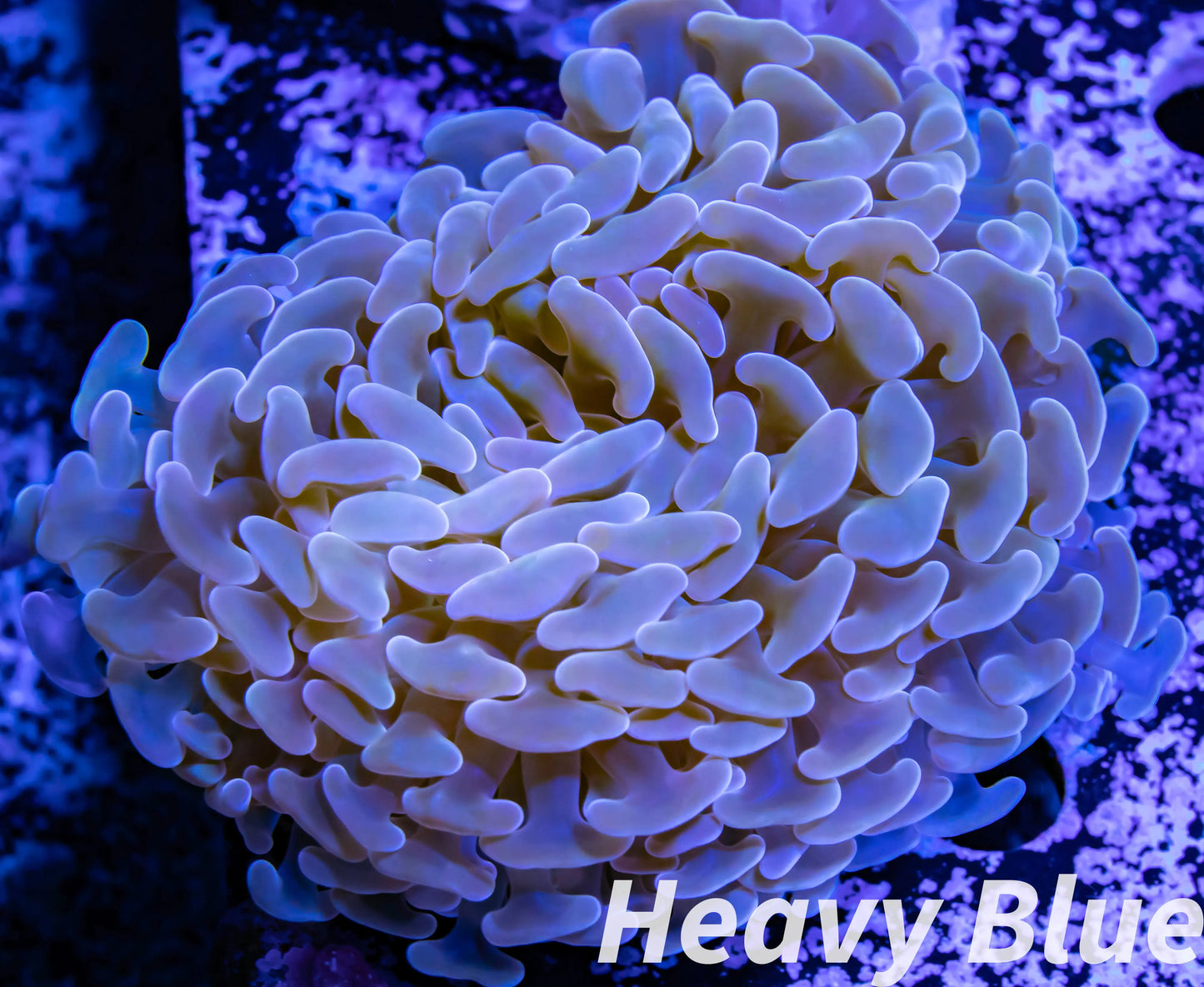 Euphyllia Ancora Coral- LPS - QLD Pink Jelly Bean Hammer Coral WYSIWYG 8cm Euphyllia Ancora Coral- LPS - QLD Pink Jelly Bean Hammer Coral WYSIWYG 8cm Animals & Pet Supplies Euphyllia Ancora Coral- LPS - QLD Pink Jelly Bean Hammer Coral WYSIWYG 8cm Zeo Box Reef