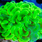 Euphyllia Ancora Coral- LPS - QLD Super Ultra Toxic Green Mottled Hammer Coral WYSIWYG 8cm Euphyllia Ancora Coral- LPS - QLD Super Ultra Toxic Green Mottled Hammer Coral WYSIWYG 8cm Animals & Pet Supplies Euphyllia Ancora Coral- LPS - QLD Super Ultra Toxic Green Mottled Hammer Coral WYSIWYG 8cm Zeo Box Reef