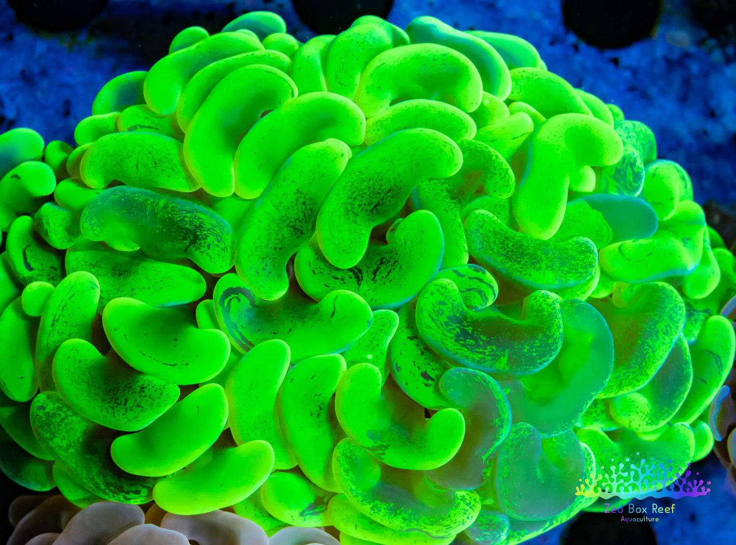 Euphyllia Ancora Coral- LPS - QLD Super Ultra Toxic Green Mottled Hammer Coral WYSIWYG 8cm Euphyllia Ancora Coral- LPS - QLD Super Ultra Toxic Green Mottled Hammer Coral WYSIWYG 8cm Animals & Pet Supplies Euphyllia Ancora Coral- LPS - QLD Super Ultra Toxic Green Mottled Hammer Coral WYSIWYG 8cm Zeo Box Reef