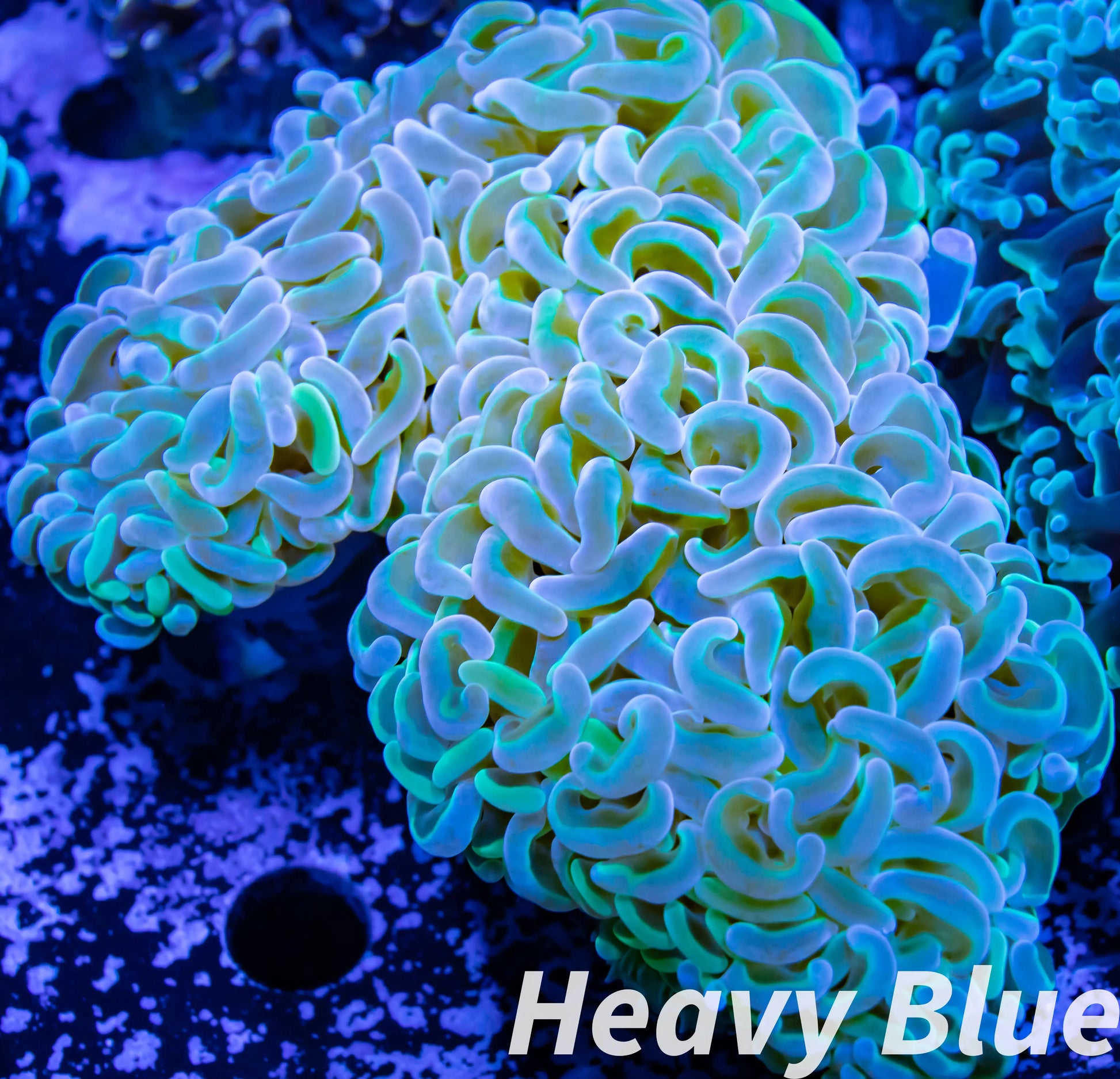 Euphyllia Ancora Coral- LPS - QLD Ultra Hammer Coral WYSIWYG 10cm Euphyllia Ancora Coral- LPS - QLD Ultra Hammer Coral WYSIWYG 10cm Animals & Pet Supplies Euphyllia Ancora Coral- LPS - QLD Ultra Hammer Coral WYSIWYG 10cm Zeo Box Reef