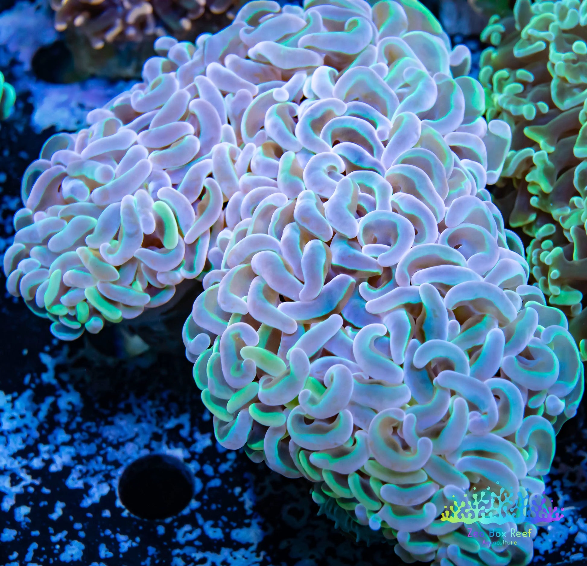 Euphyllia Ancora Coral- LPS - QLD Ultra Hammer Coral WYSIWYG 10cm Euphyllia Ancora Coral- LPS - QLD Ultra Hammer Coral WYSIWYG 10cm Animals & Pet Supplies Euphyllia Ancora Coral- LPS - QLD Ultra Hammer Coral WYSIWYG 10cm Zeo Box Reef