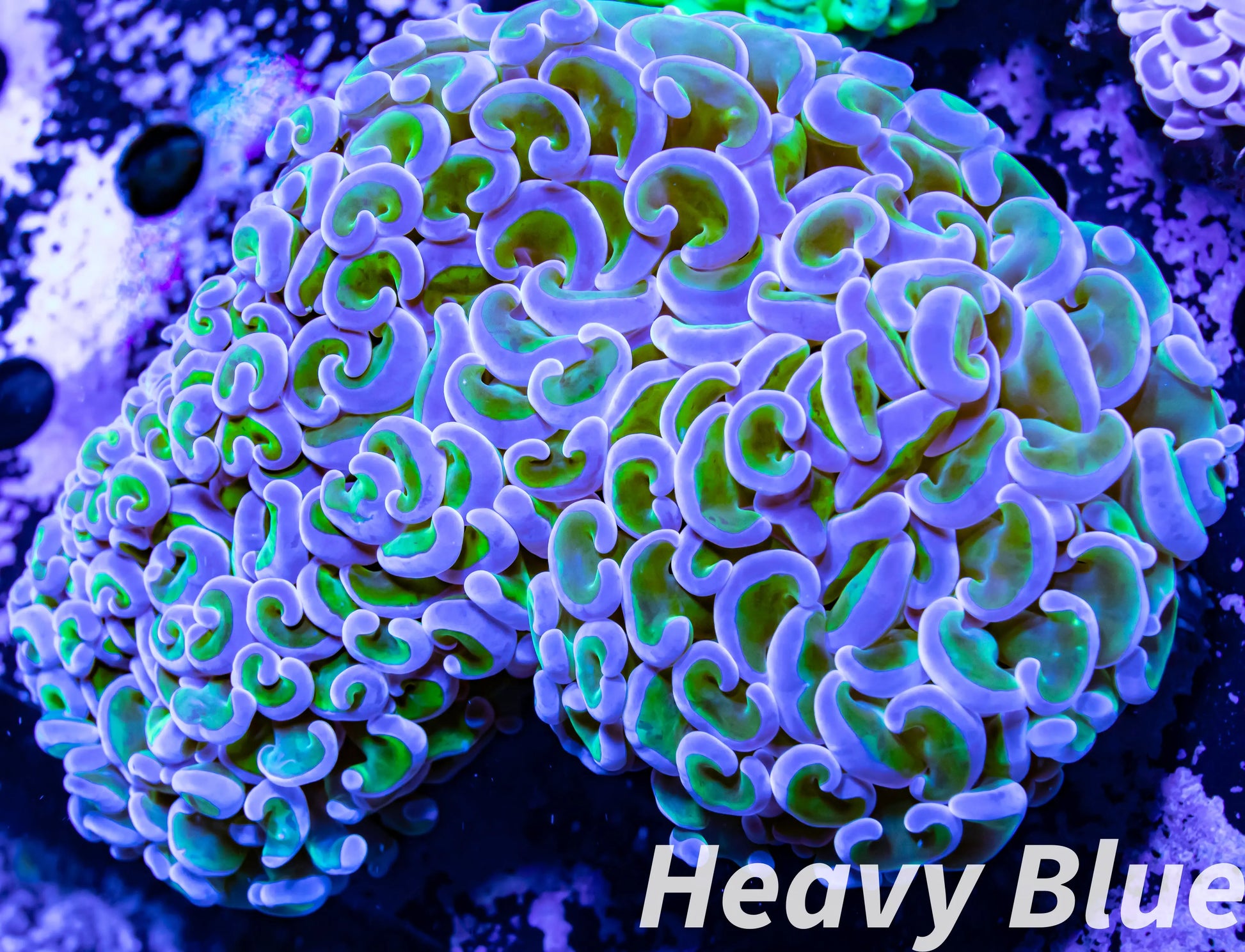Euphyllia Ancora Coral- LPS - QLD Ultra Hammer Coral WYSIWYG 11cm Euphyllia Ancora Coral- LPS - QLD Ultra Hammer Coral WYSIWYG 11cm Animals & Pet Supplies Euphyllia Ancora Coral- LPS - QLD Ultra Hammer Coral WYSIWYG 11cm Zeo Box Reef